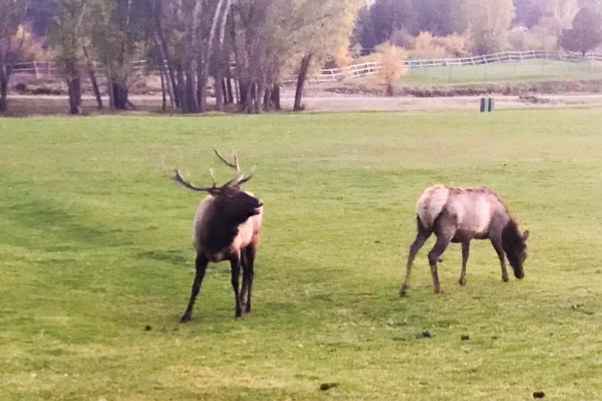 Villa Fairways & 14Ers Estes Park Esterno foto